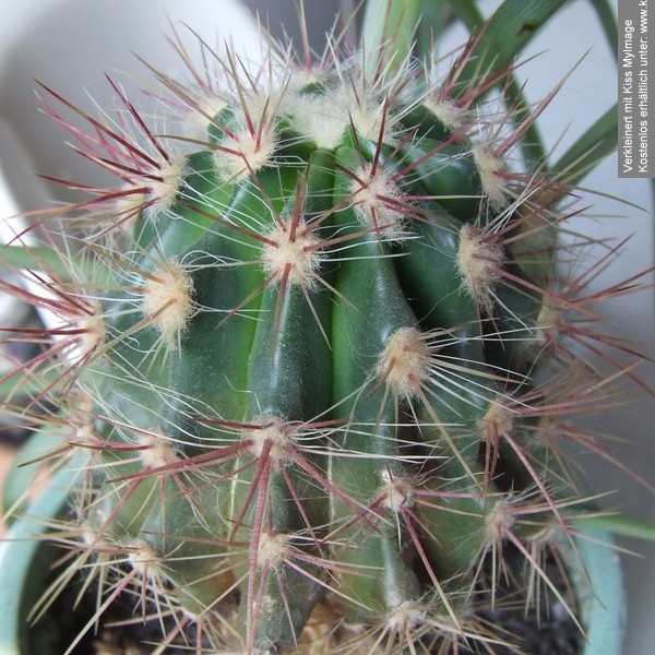 DSCF1992_klein.jpg