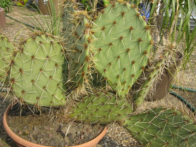 Opuntia.jpg