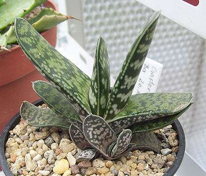 gasteria 300309.jpg
