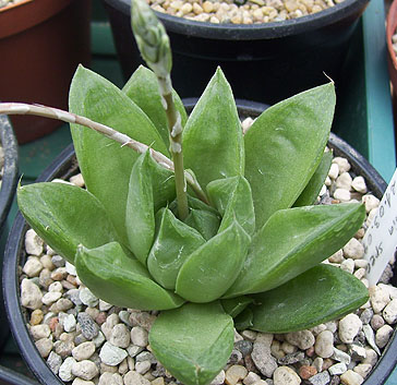 haworthia300309.jpg
