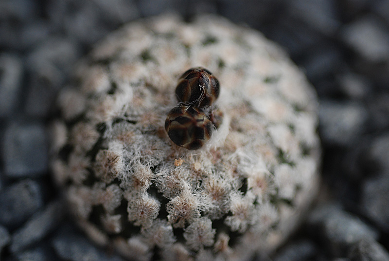 Knospen Turbinicarpus valdezianus