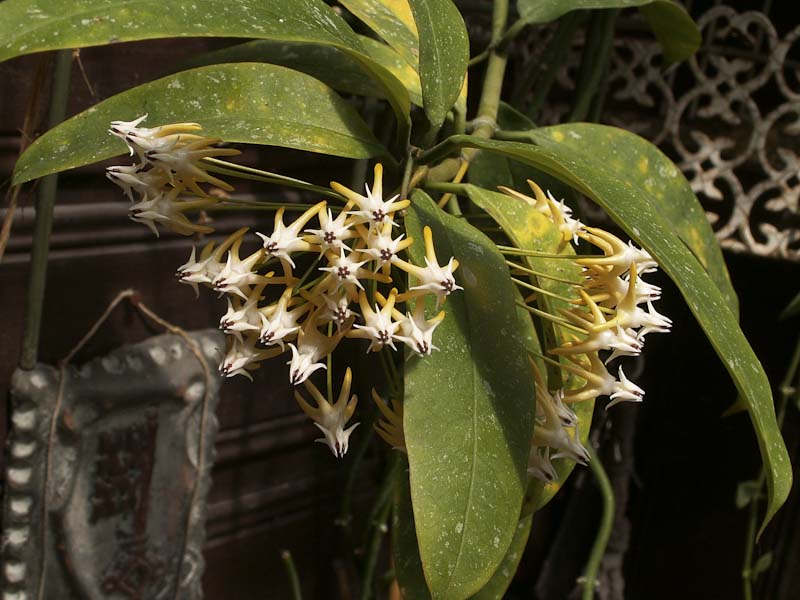 multiflora-2993.jpg