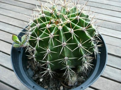 mein Exemplar !!!