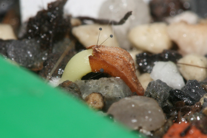 Pachypodium_densiflorum_4Tage.jpg