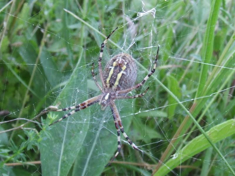 spinne_unten.jpg