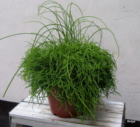 Rhipsalis Cassutha