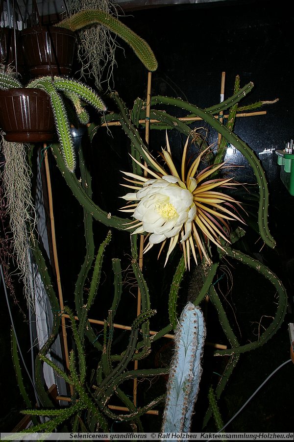 Selenicereus grandiflorus.JPG