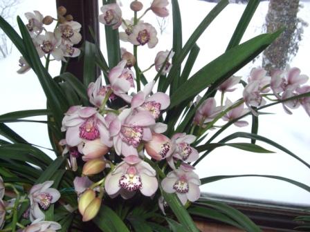 Cymbidium.jpg