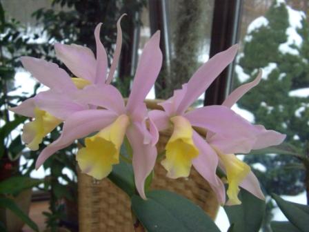 Cattleya loddigesi.jpg