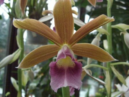 Ph. tankervilleae.jpg