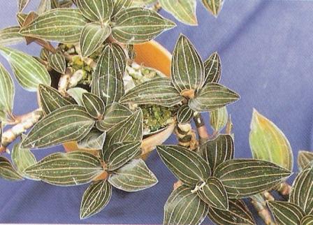 Ludisia discolor.jpg
