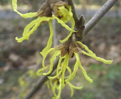 Hamamelis1.jpg