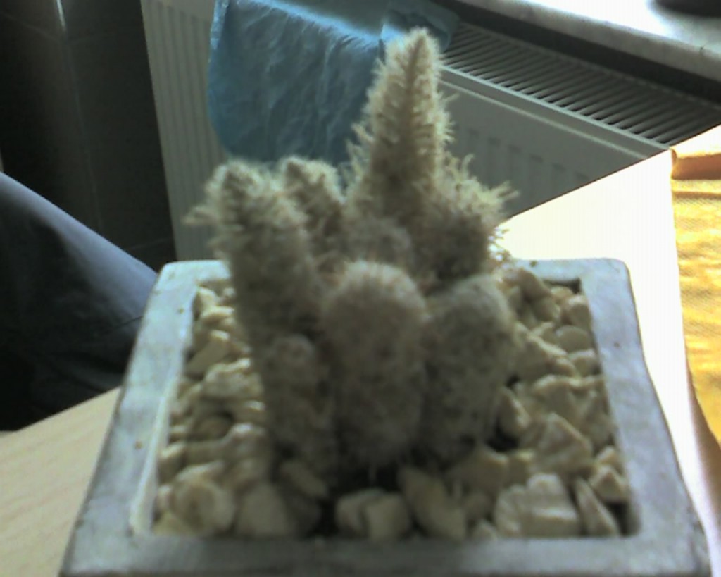 img194.jpg