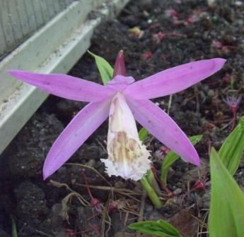 Pleione limprichtii 1.jpg