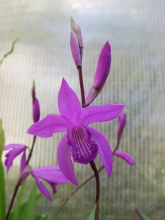 Kopie von Bletilla striata.jpg