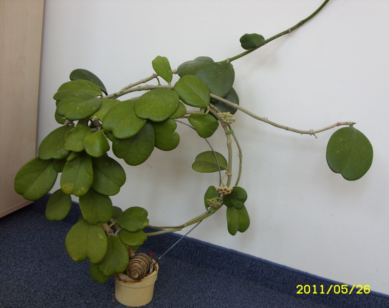 Mai 2011