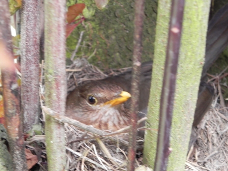 Amsel.jpg