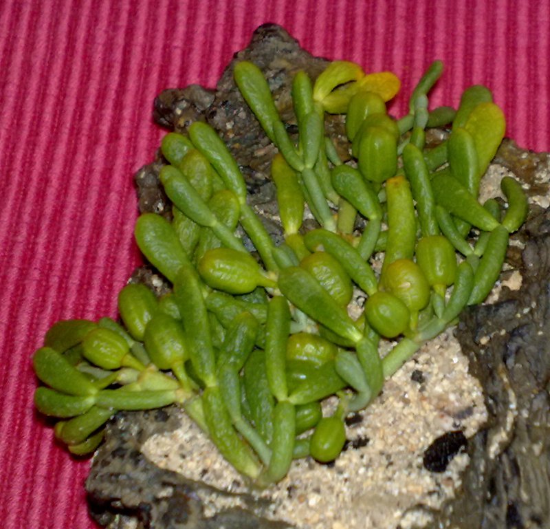 Zygophyllum Fontanesii