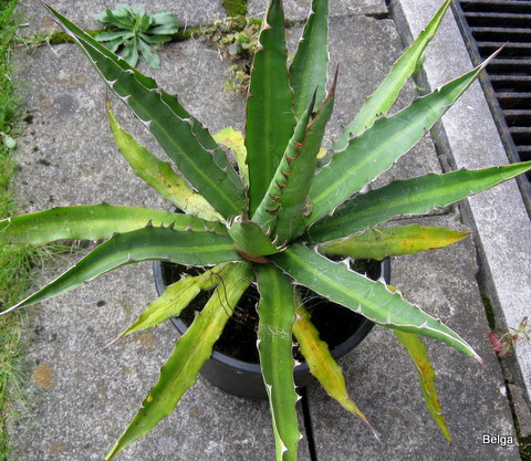 Agave lechuguilla
