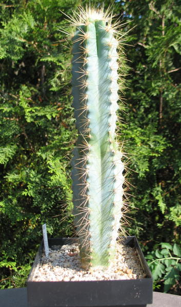 Pilosocereus_azureus_Nr348_2011_1_1.jpg