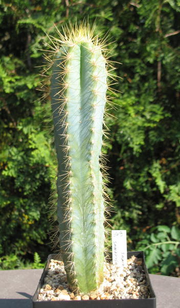 Pilosocereus_azureus_Nr349_2011_2_1.jpg