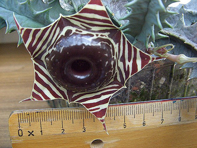 Huernia zebrina ssp. magniflora.jpg