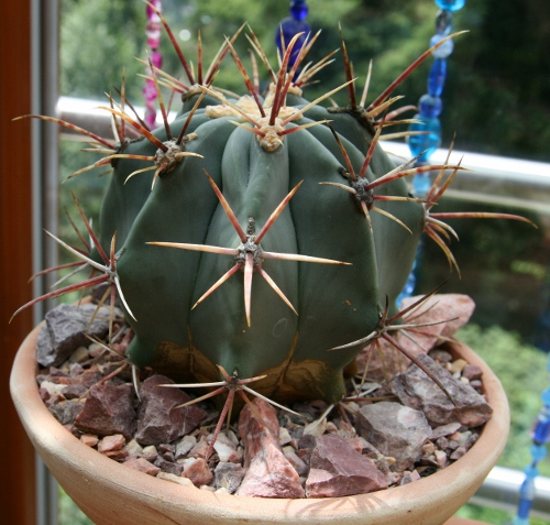 ferrocactus emoryi 3 GAU (500x477).jpg