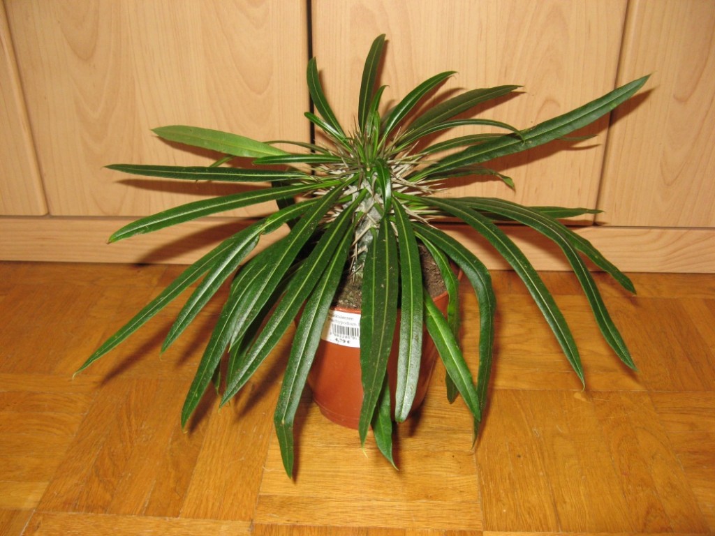 Pachypodium lamerei 1.jpg