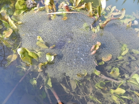 Laich des Wasserfrosches.jpg