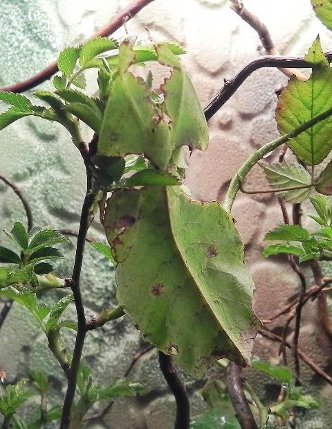 Phyllium giganteum.jpg