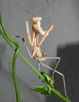 1,0 Hierodula grandis.jpg