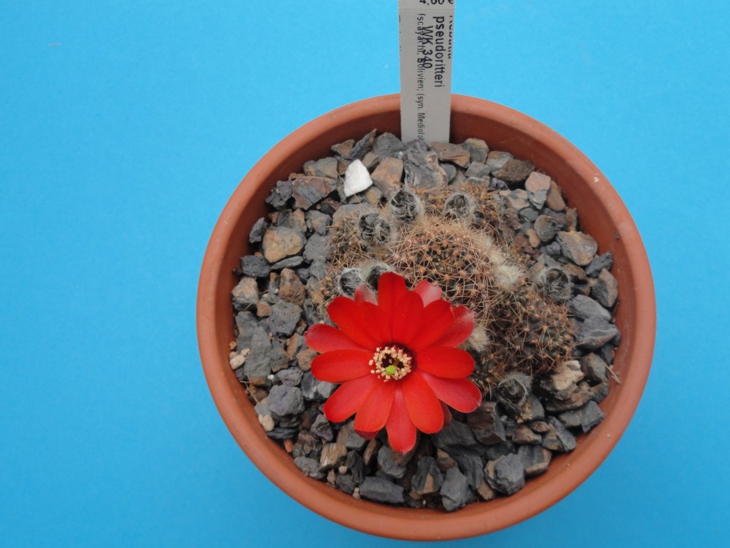 Rebutia pseudoritteri.JPG