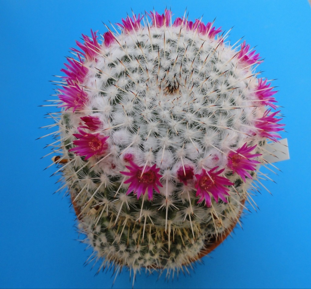 Mammillaria unbekannt 2.JPG