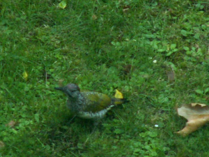 PICT0031.jpg