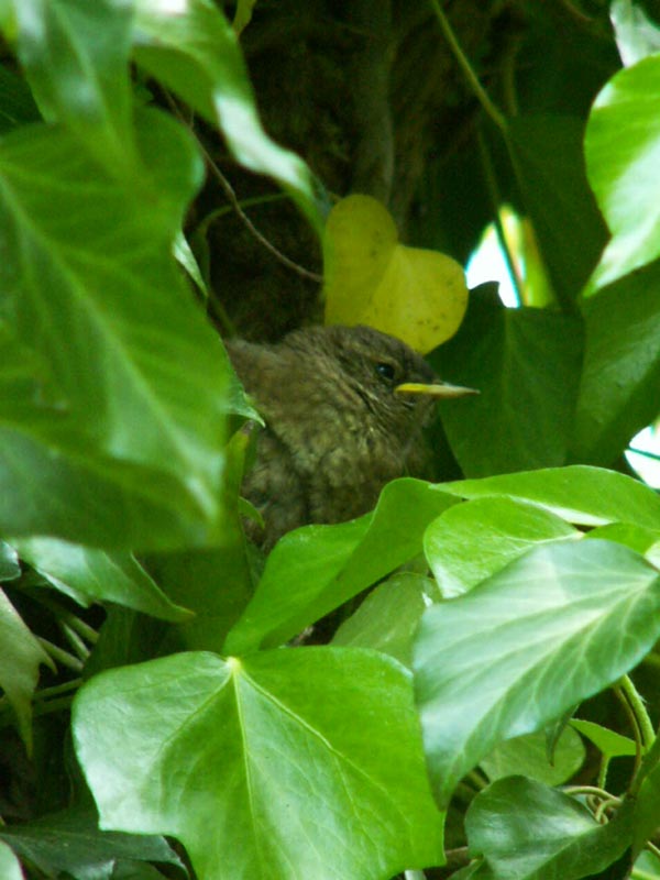 PICT0007a.jpg