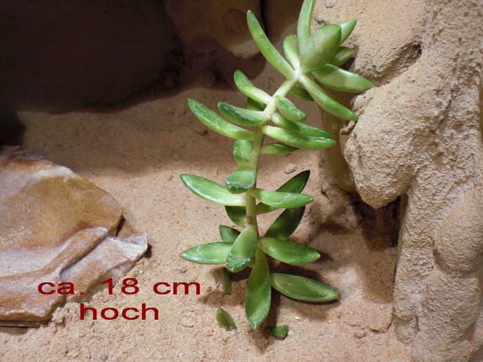 CIMG0360.jpg