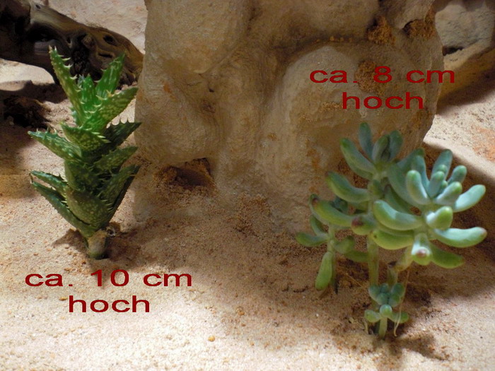 CIMG0361.jpg