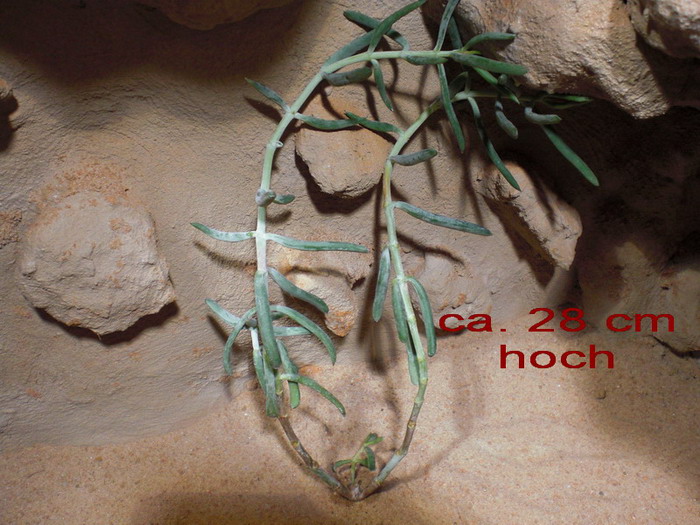 CIMG0362.jpg