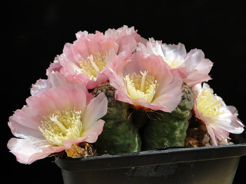 Puna subterranea MK846 2012 Juno15-3.jpg