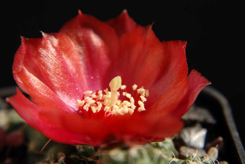Puna subterranea RH906-2 2012 Juno22-9.jpg