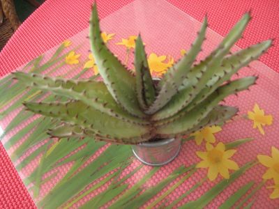 Aloe (entweder A. excelsa, A. ferox oder A. marlothii)
