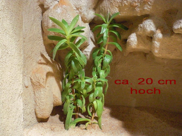 CIMG0365.jpg