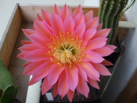 DSCF0021.JPG