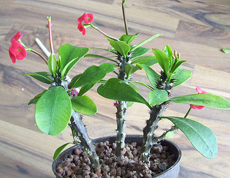 euphorbia1.jpg