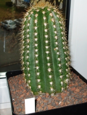 DSCF0010.JPG