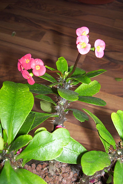 euphorbia2.jpg