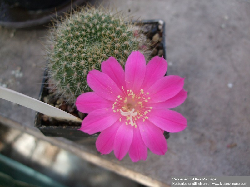 Rebutia senilis lilacina_klein.jpg
