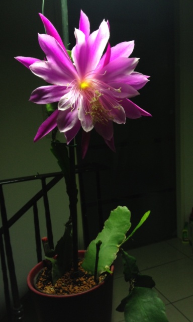 Epiphyllum1.JPG