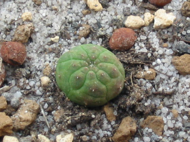 Euphorbia obesa Sämling