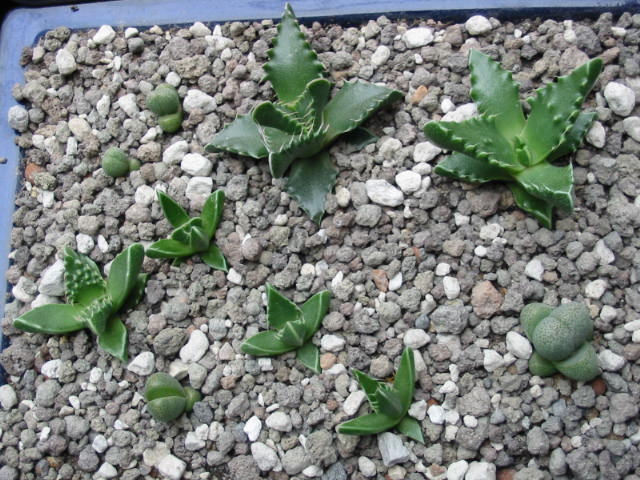 Blüte 095.jpg
